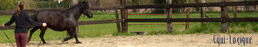Logo du site www.equi-logique.be